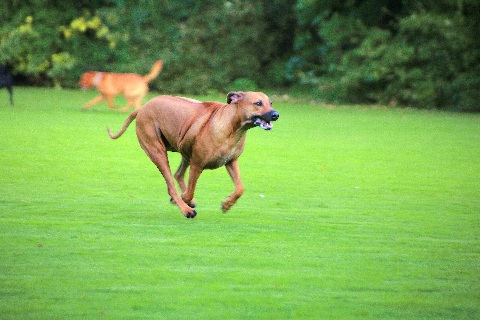 Hundewiese Eickhorst